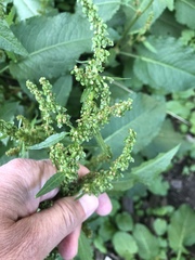 Rumex crispus