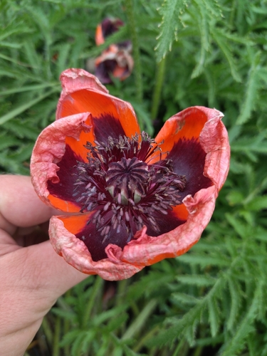 Bracteate Oriental Poppy (Papaver bracteatum)