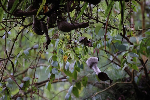 Image of Pitcher Plant (Nepenthes graciliflora) by no rights reserved