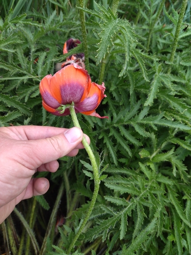 Image of Papaver bracteatum by (c) relew, some rights reserved (CC BY)