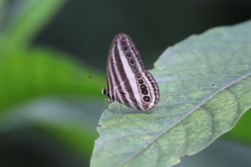 Luzon Striped Ringlet