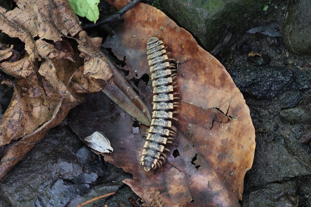 Erythrhacinae