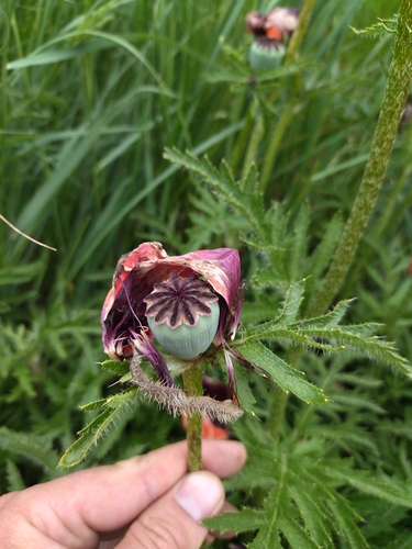 Image of Papaver bracteatum by (c) relew, some rights reserved (CC BY)