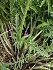 Papaver bracteatum, photograph relew, CC BY, iNaturalist via GBIF