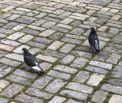 Columba livia domestica