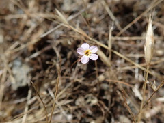 Leptosiphon ambiguus