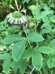 Trifolium reflexum