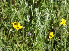 Viola pedunculata pedunculata