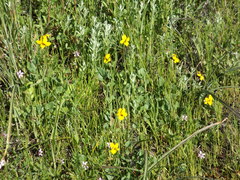 Viola pedunculata pedunculata
