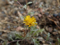 Lessingia tenuis