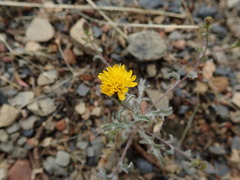Lessingia tenuis