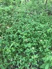 Trifolium reflexum