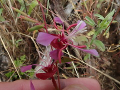 Clarkia unguiculata