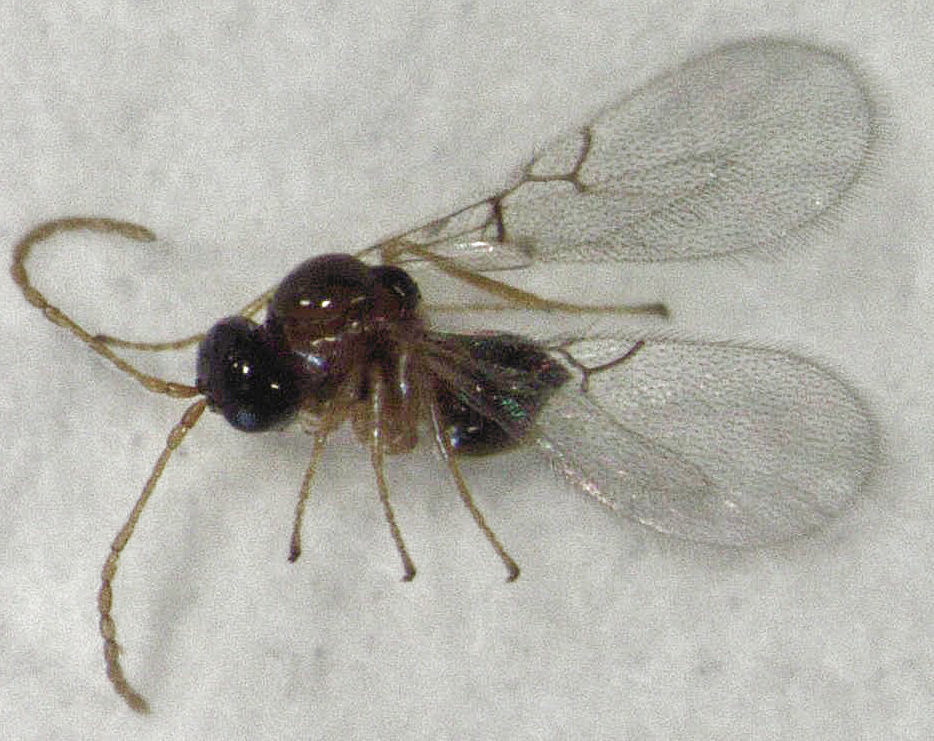 Alloxysta thorpei
