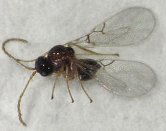 Alloxysta thorpei