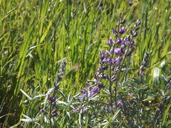 Lupinus excubitus austromontanus