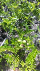 Osteomeles anthyllidifolia