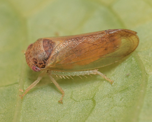 Bythoscopus observed 2024-06-22