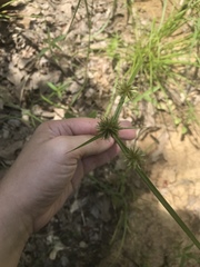 Cyperus lupulinus