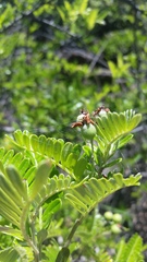 Osteomeles anthyllidifolia
