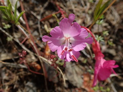 Clarkia breweri