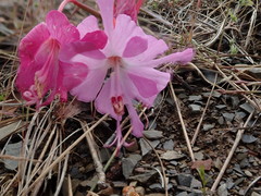 Clarkia breweri