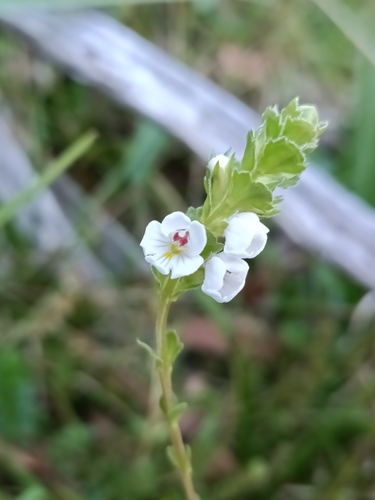 Euphrasia crassiuscula, 2024-02-28