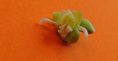 Trigonia nivea pubescens