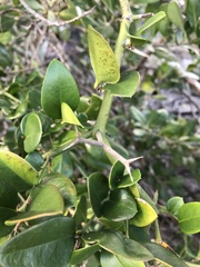 Carissa macrocarpa image