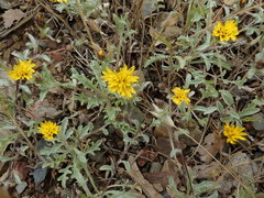 Lessingia tenuis