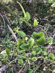 Carissa macrocarpa image