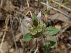 Acanthomintha lanceolata