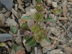 Acanthomintha lanceolata