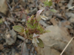 Acanthomintha lanceolata