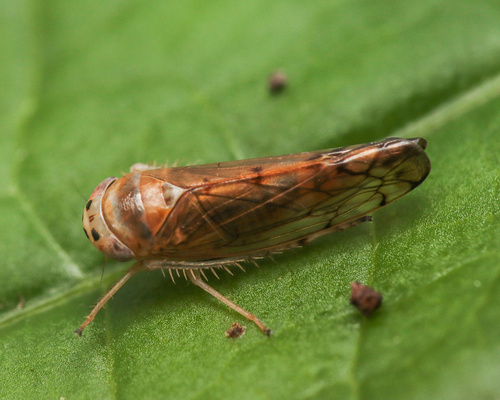 Anoplotettix fuscovenosus