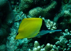 Forcipiger longirostris