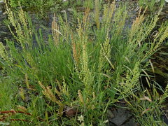 Rumex crassus