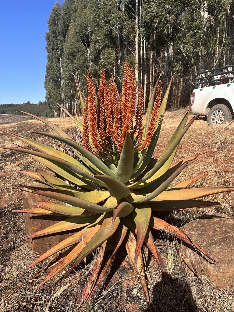 Aloes from Ubuhlebezwe, Ixopo, KZN, ZA on June 24, 2024 at 12:24 PM by ...