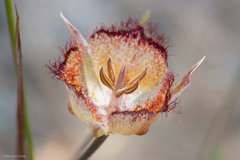 Calochortus fimbriatus