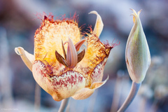 Calochortus fimbriatus