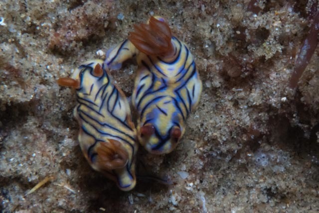 Black-striped Split-tooth Dorid