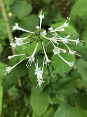 Valeriana pauciflora