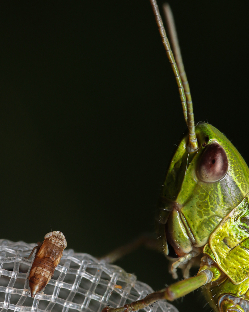 Leafhopper