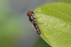 Pseudoscaeva diversifasciata