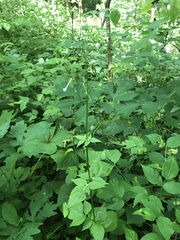 Valeriana pauciflora
