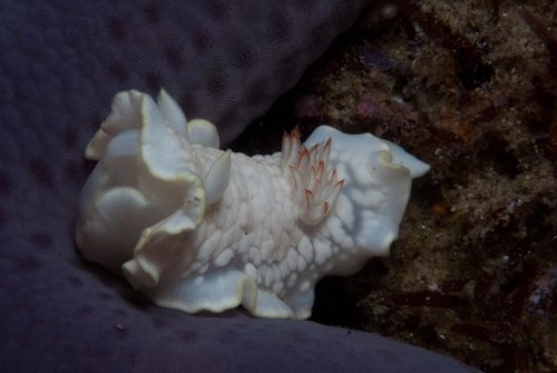 Ardeadoris undaurum