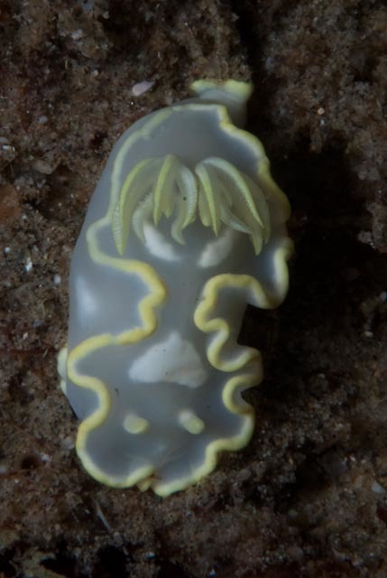 White-patched Rainbow Dorid