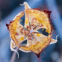 Calochortus fimbriatus