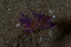 Flabellina