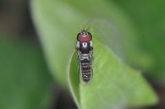 Pseudoscaeva diversifasciata